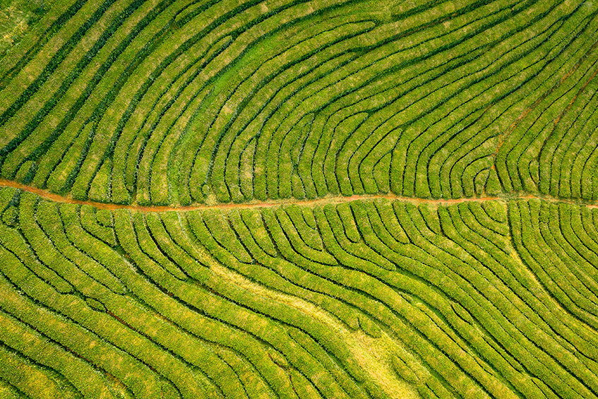 How the EU Deforestation Regulation Will Reshape World Trade and Promote Sustainable Practices